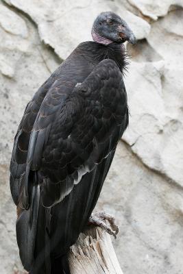 California Condor - immature (Gymnogyps californianus)