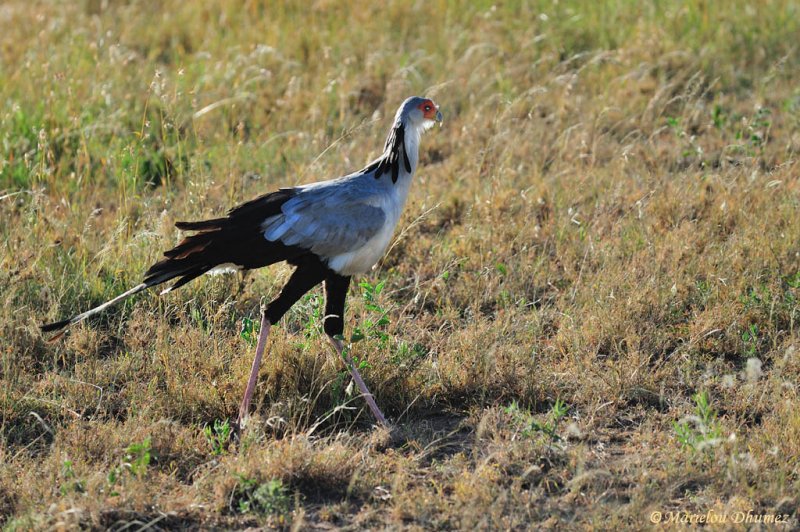 Secretary Bird