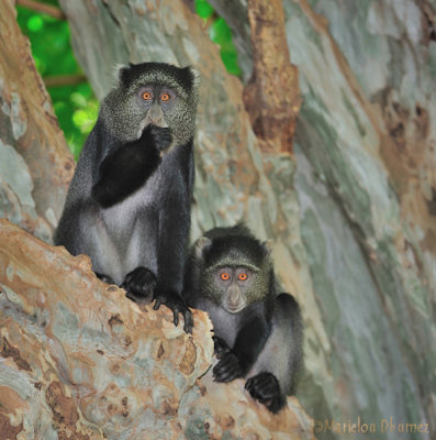 Vervet Monkeys - Chlorocebus pygerythrus
