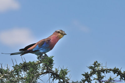 Lilac-breasted Roller -Rollier  longs brins