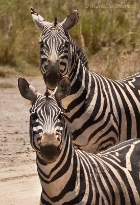 Zebra faces