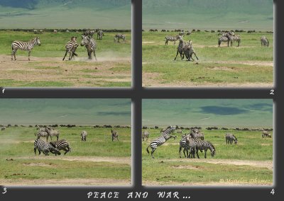 Zebres, Guerre et Paix...