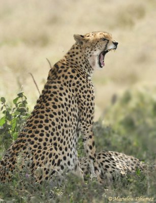 Cheetah - Guepard