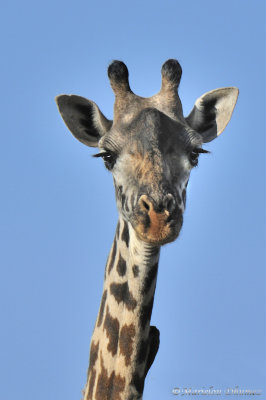 Charming Giraffe