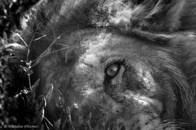 Eye Of The Lion