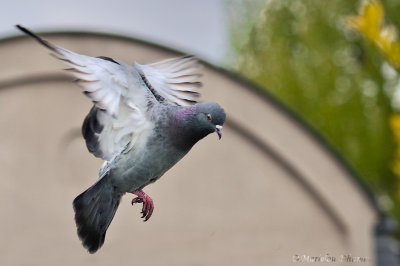 Flight