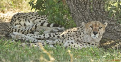 Guepards -Cheetahs