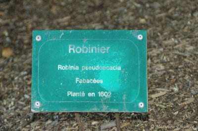 Robinier de Paris