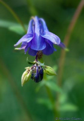 24 mai - Wildflower Week