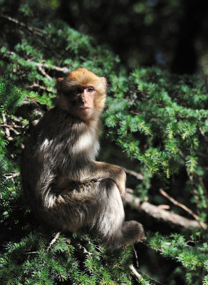 Route des cdres - Macaque Mangot