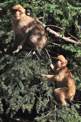 Route des cdres - Macaque Mangot