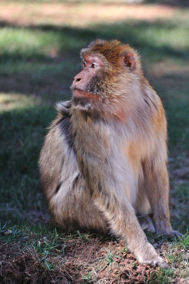 Route des cdres - Macaque Mangot