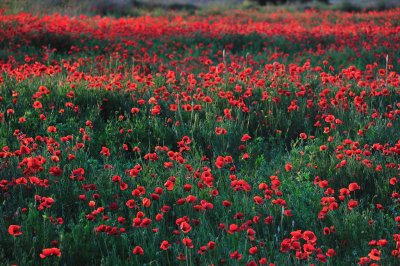 Coquelicots