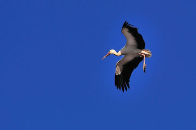 Stork