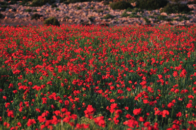 Coquelicots