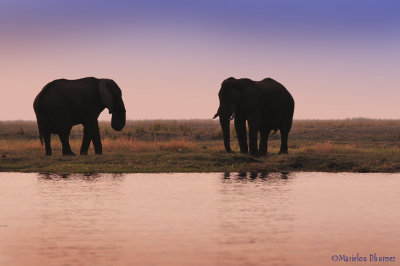 Elephants on the edge of one of the rivers Okavango