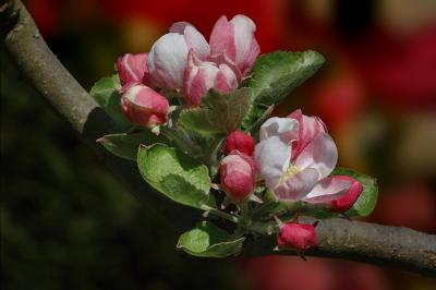 Apple tree flowers