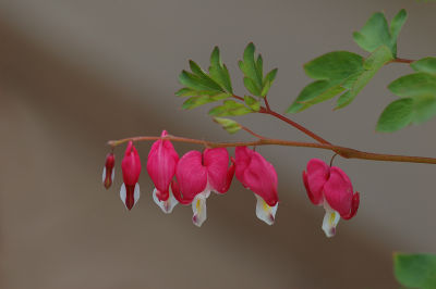 Bleeding hearts