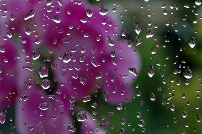 Orchide sous la pluie