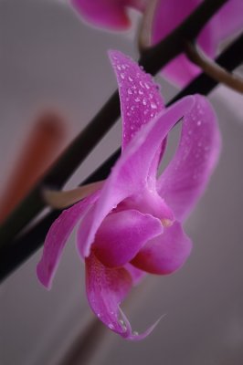 Orchide 01