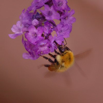 Bee onLavender 02