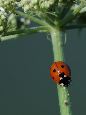 Coccinelle