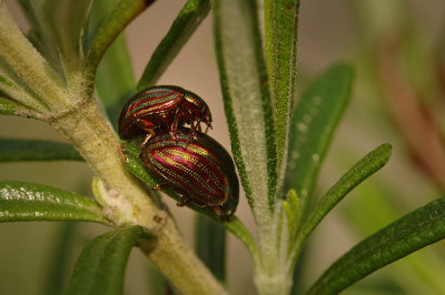 Coccinelles mordorees