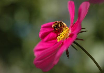 Cosmos & wasp