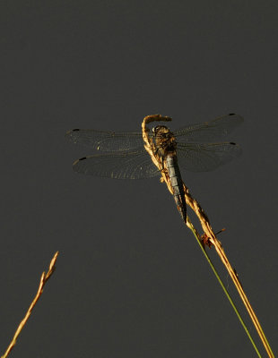 Dragonfly