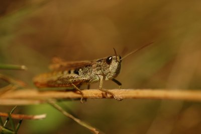 Grasshopper