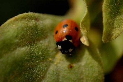 Ladybird