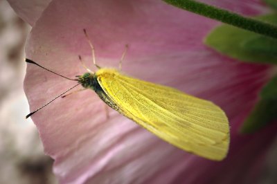 Papillon jaune