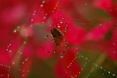 Spider in his kingdom