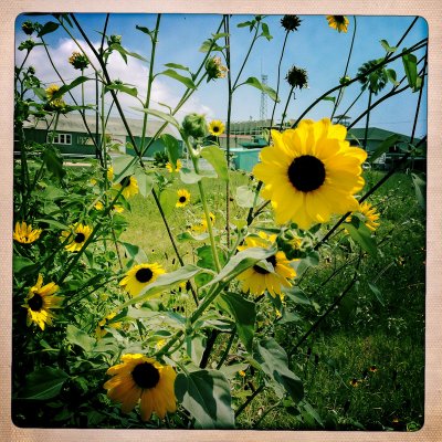 Sun Flowers