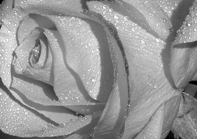 Silver rose.jpg
