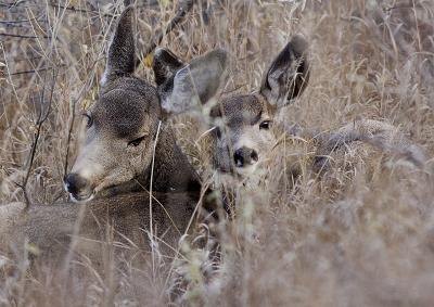 Day with a Buck (13).jpg