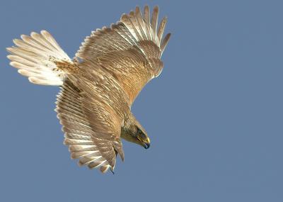 Ferruginous Hawk.jpg