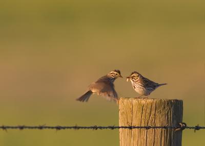 birds