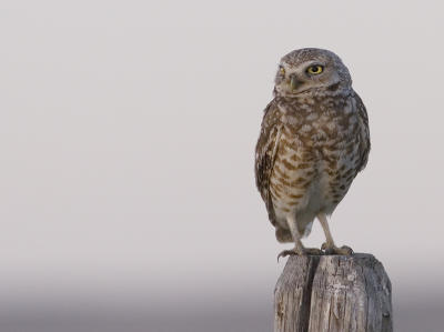 Burrowing owl.jpg