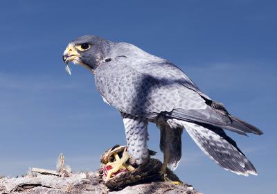 Peregrine Falcon .jpg