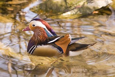 Mandarin duck.jpg