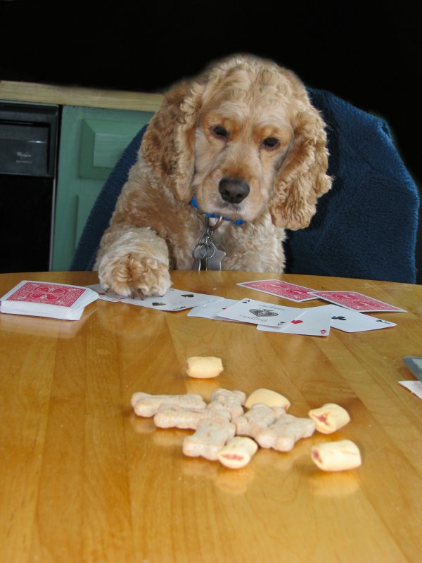Winning Paw.jpg