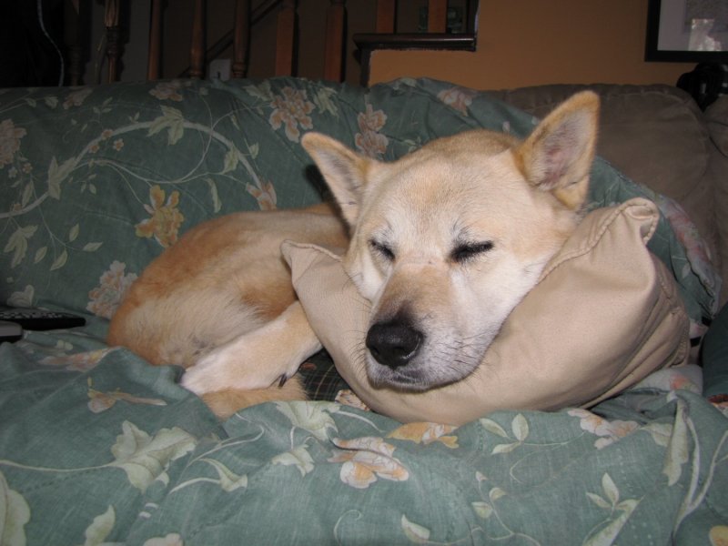 She Got Her Own Pillow.jpg