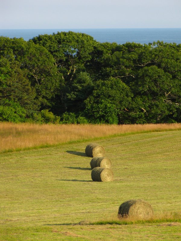 Hay Chilmark.jpg