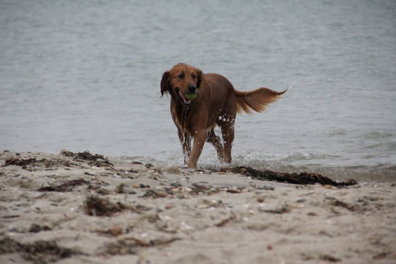 Anybody Lookin for a Tennis Ball.jpg
