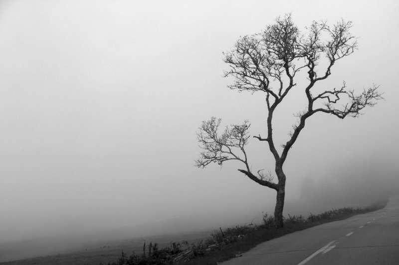 Just a Tree.jpg