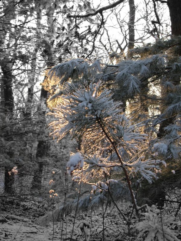 February Snow Dusting.jpg