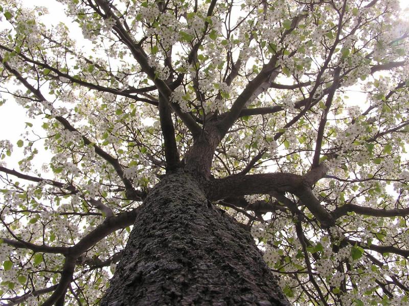 Tree Perspective.jpg