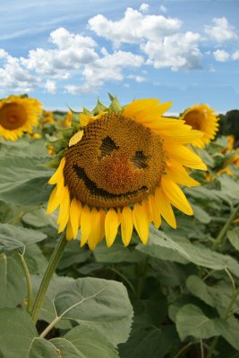 Deborah Lewis Smiling Sunflower.jpg