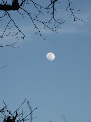 Moon Through the Trees.jpg
